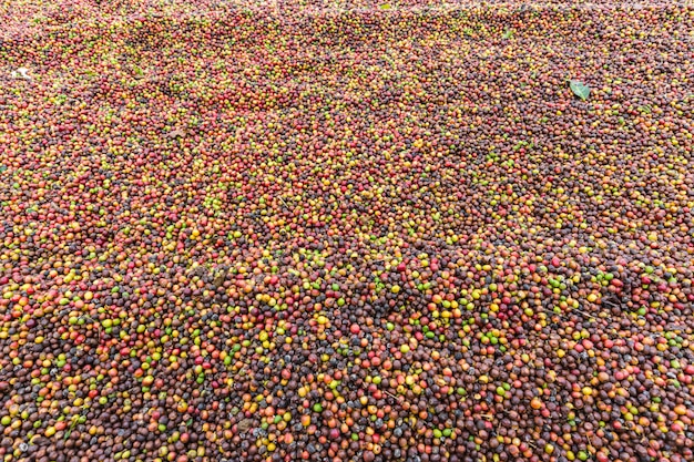 Frische Kaffeebohnen für Hintergrund