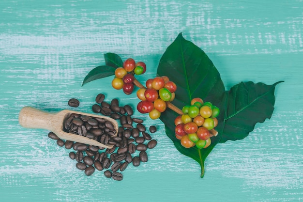 frische Kaffeebohnen und trockene Kaffeebohnen auf Farbholzhintergrund