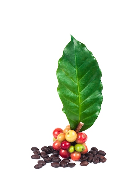 frische Kaffeebohnen und trockene Kaffeebohnen auf weißem Hintergrund, Konzeptlebensmittel und Getränk.