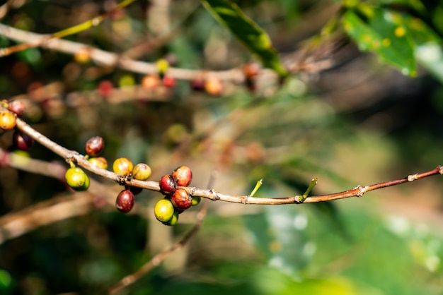 frische Kaffeebohnen