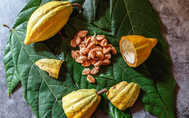 Frische Kakaofrucht mit frischen Kakaobohnen auf Kakaoblättern