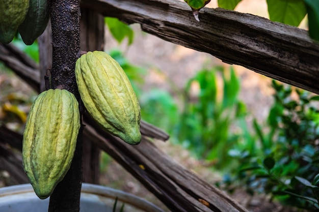 Frische Kakaofrucht von Kakaobäumen