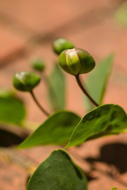 Frische Kapernknospen