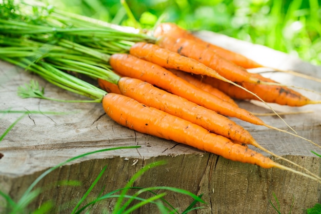 Frische Karotten aus dem Garten, Stillleben im Freien