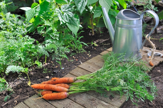 Frische Karotten im Garten