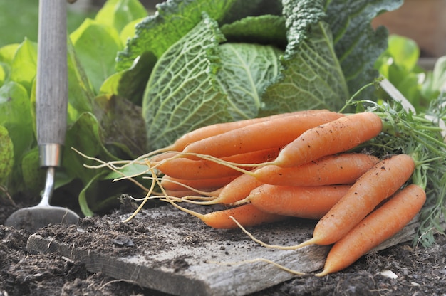 Frische Karotten im Garten