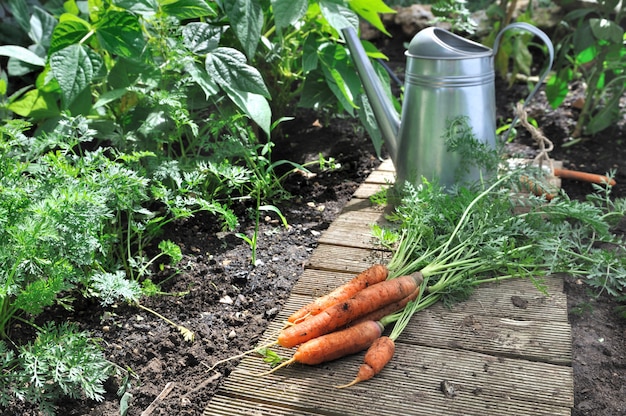 Foto frische karotten in einem gemüsegarten geerntet