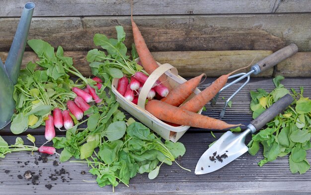 Frische Karotten und Radieschen in einem kleinen Körbchen mit Blattschnitt auf ein Brett mit Schaufel im Garten gelegt