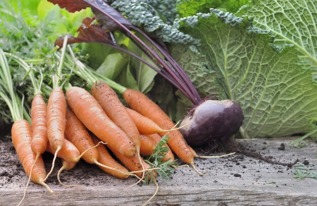 Frische Karotten und rote Rübe im Garten