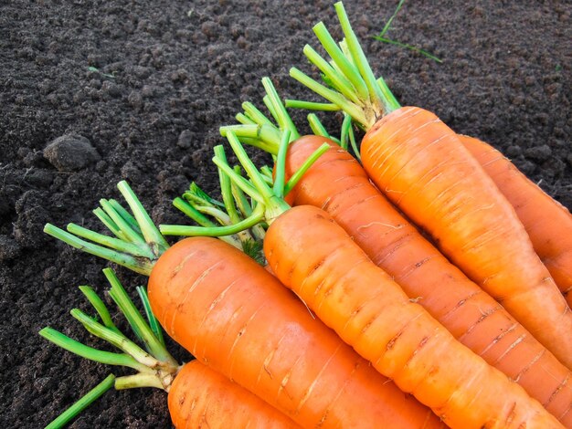 Frische Karottenernte auf dem Boden im Garten