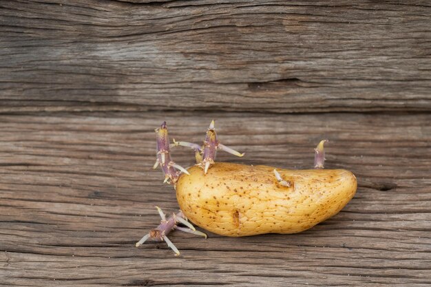 Foto frische kartoffel auf hölzernem hintergrund organisches foodxa