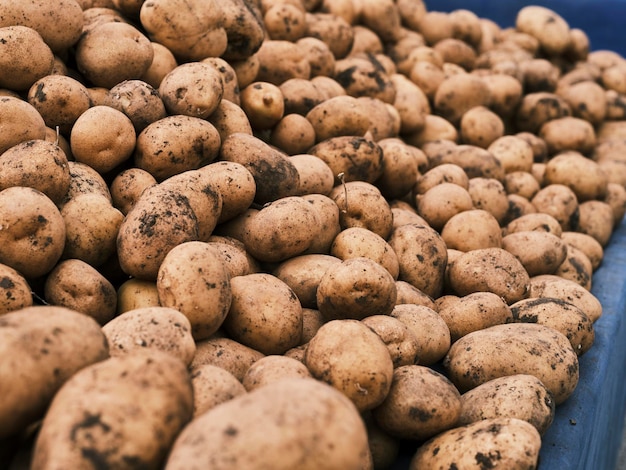 Frische Kartoffeln auf dem Markt