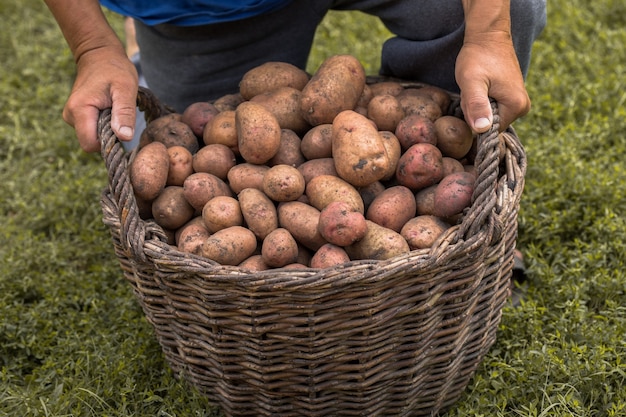Frische Kartoffeln Im Hölzernen Weidenkorb Auf Dem Boden. Saisonale Erntekartoffeln
