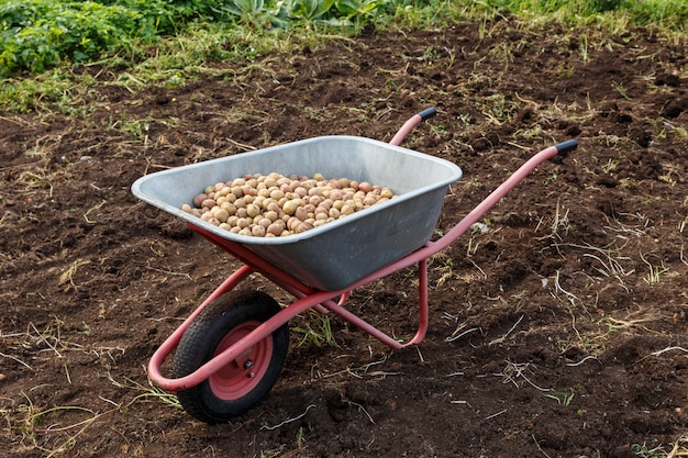 Frische Kartoffeln in einer Schubkarre.