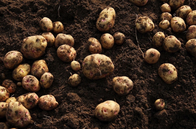 Frische Kartoffeln vom Feld