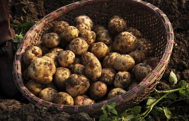 Frische Kartoffeln vom Feld