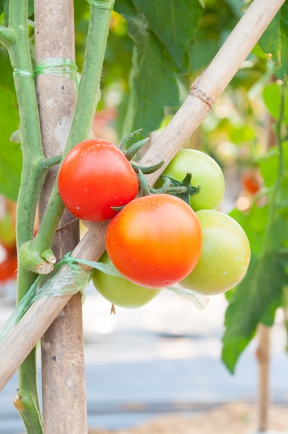 Frische Kirschtomaten im Garten