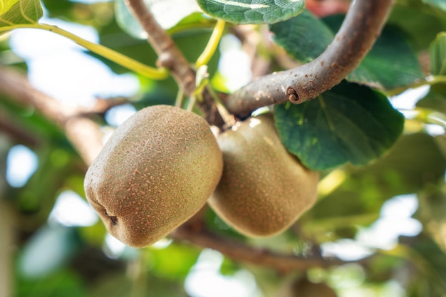 Frische Kiwis auf Baumanbau Kiwis Actinidia