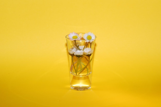 Frische kleine Gänseblumen im kleinen Glas