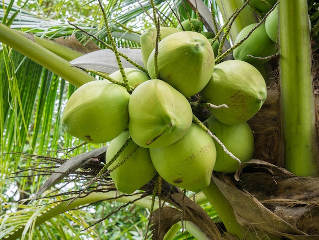 Frische Kokosnusscluster auf Kokospalme