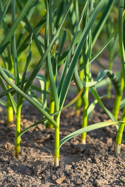 frische Kräuter Knoblauchblätter Portulak wächst in einem Gartenbeet Landwirtschaft Gemüse