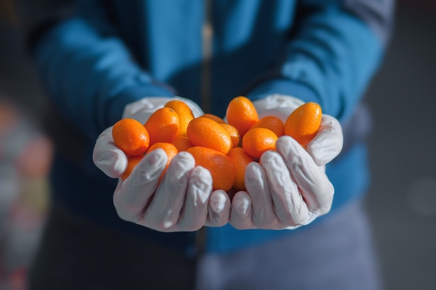 Frische Kumquat in behandschuhten Palmen auf dem Gemüsemarkt. Gesundes Lebensmittelkonzept.