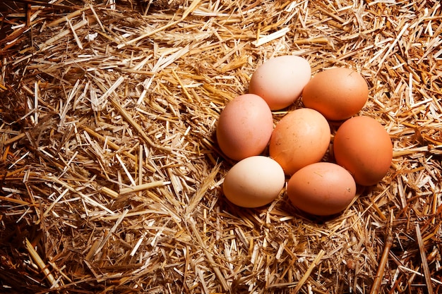 Frische ländliche Eier im Stroh