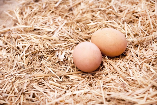 Frische ländliche Eier im Stroh