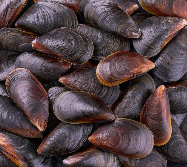 Frische lebende Muscheln schließen Lebensmittelhintergrund