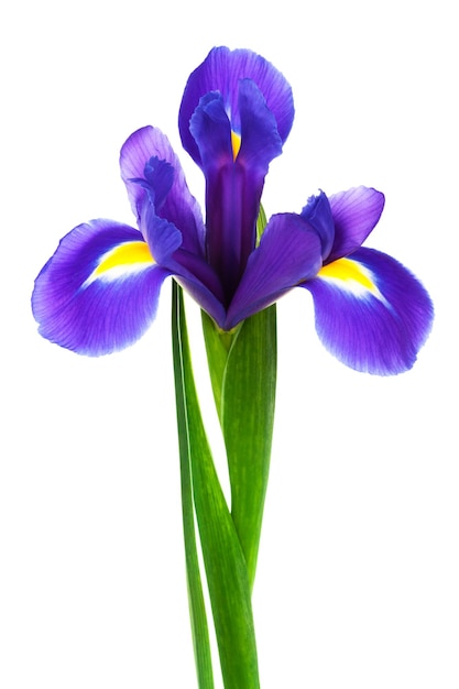 Frische lila Iris