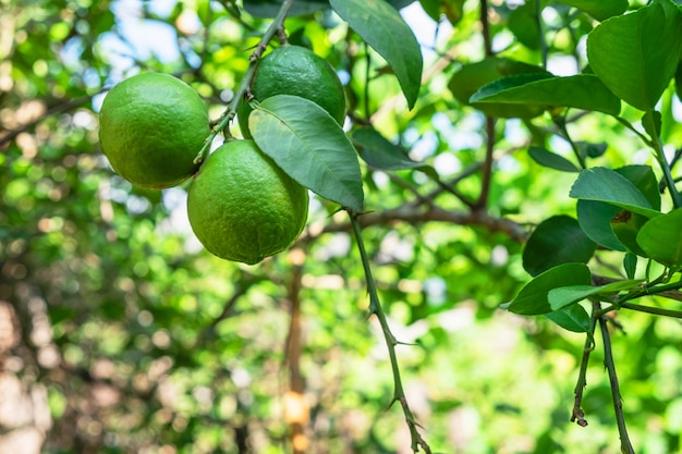 frische Limette vom Baum