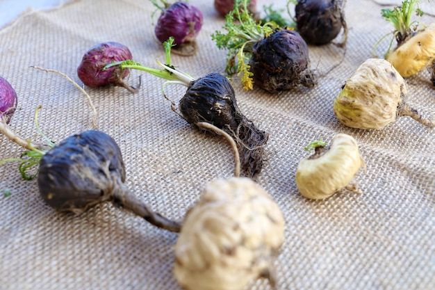 Frische Maca-Wurzeln oder peruanischer Ginseng