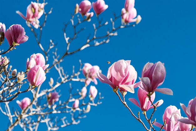 Frische Magnolienblumen auf einem Hintergrund des blauen Himmels