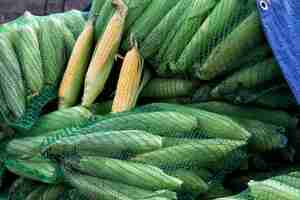 Foto frische maiskolben auf dem großmarkt in nahaufnahme