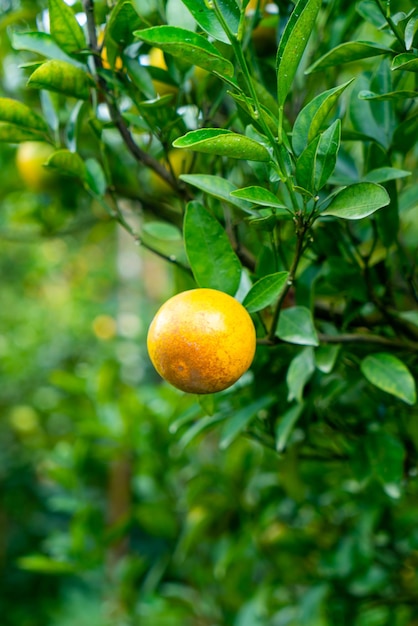 Foto frische mandarin-orange auf dem baum