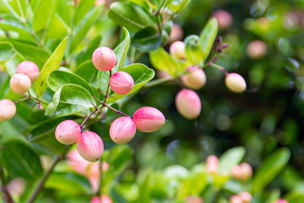 Frische mango gähnen limette booing oder bengal johannisbeere.