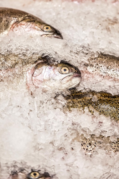 Frische Meeresfrüchte auf Crushed Ice am Fischmarkt. Gefrorener Seefisch auf der Theke im Laden. Konzept der abstrakten Lebensmittelhintergründe für Design. Platz für Site kopieren
