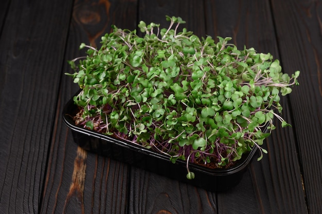 Frische Microgreens hautnah auf rustikalem dunklem Holzhintergrund Wachsende Sprossen für Salat