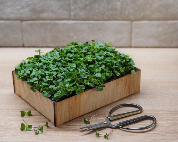 Frische Microgreens in der Box