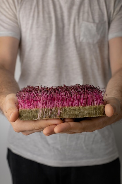 Frische Microgreens in männlichen Händen auf hellem Hintergrund