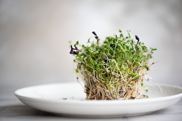 frische Microgreens mit Wurzeln auf einem weißen Teller