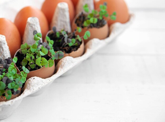 Frische Microgreens Rucola-Microgreens wachsen in Eierschalen in einem Karton Sämling ohne Plastik