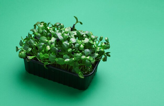 Frische Mikrogrüner in einer Plastikbox auf Grüner