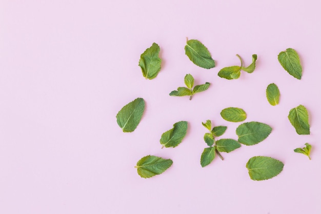 Frische Minze lässt Kraut auf rosa Hintergrund