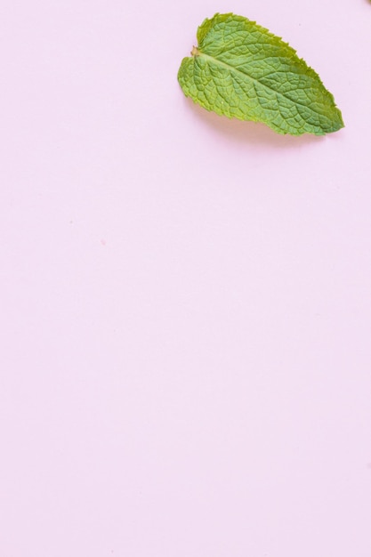 Frische Minze lässt Kraut auf rosa Hintergrund