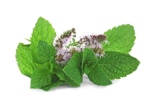 Frische Minze mit Blüten auf weißem Hintergrund