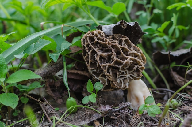 Frische Morchel im Wald und im Frühling