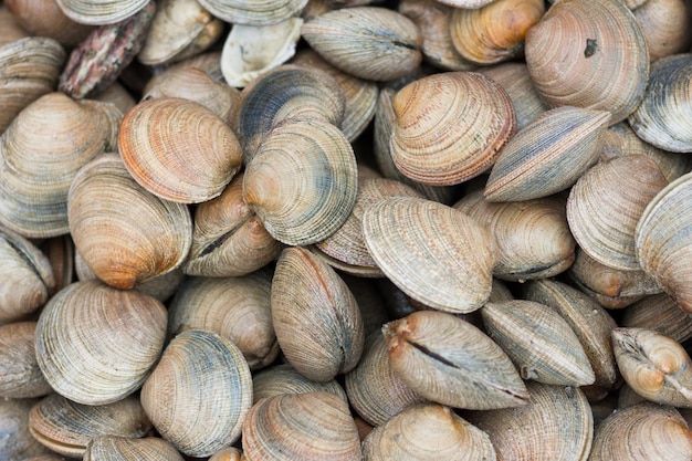 Frische Muscheln auf dem Markt von Valdivia in Chile, Südamerika, hautnah. Meeresfrüchte-Konzept