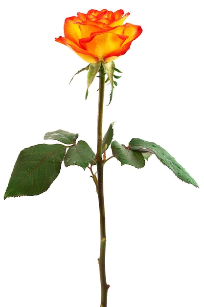 Frische orangefarbene Rosen