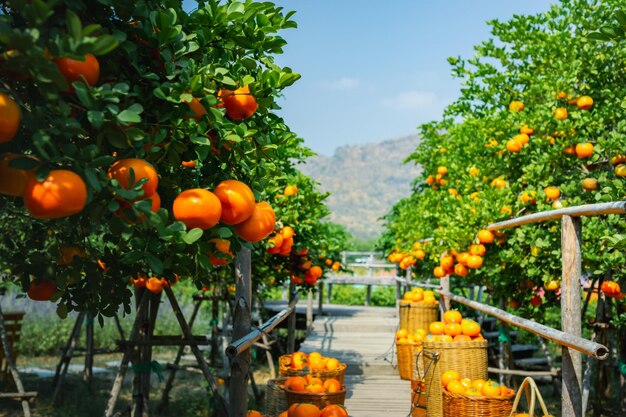 Frische Orangen auf einer Mandarinenplantage